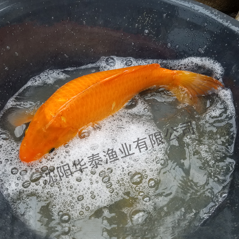 &#20122;&#23089;&#20307;&#32946;