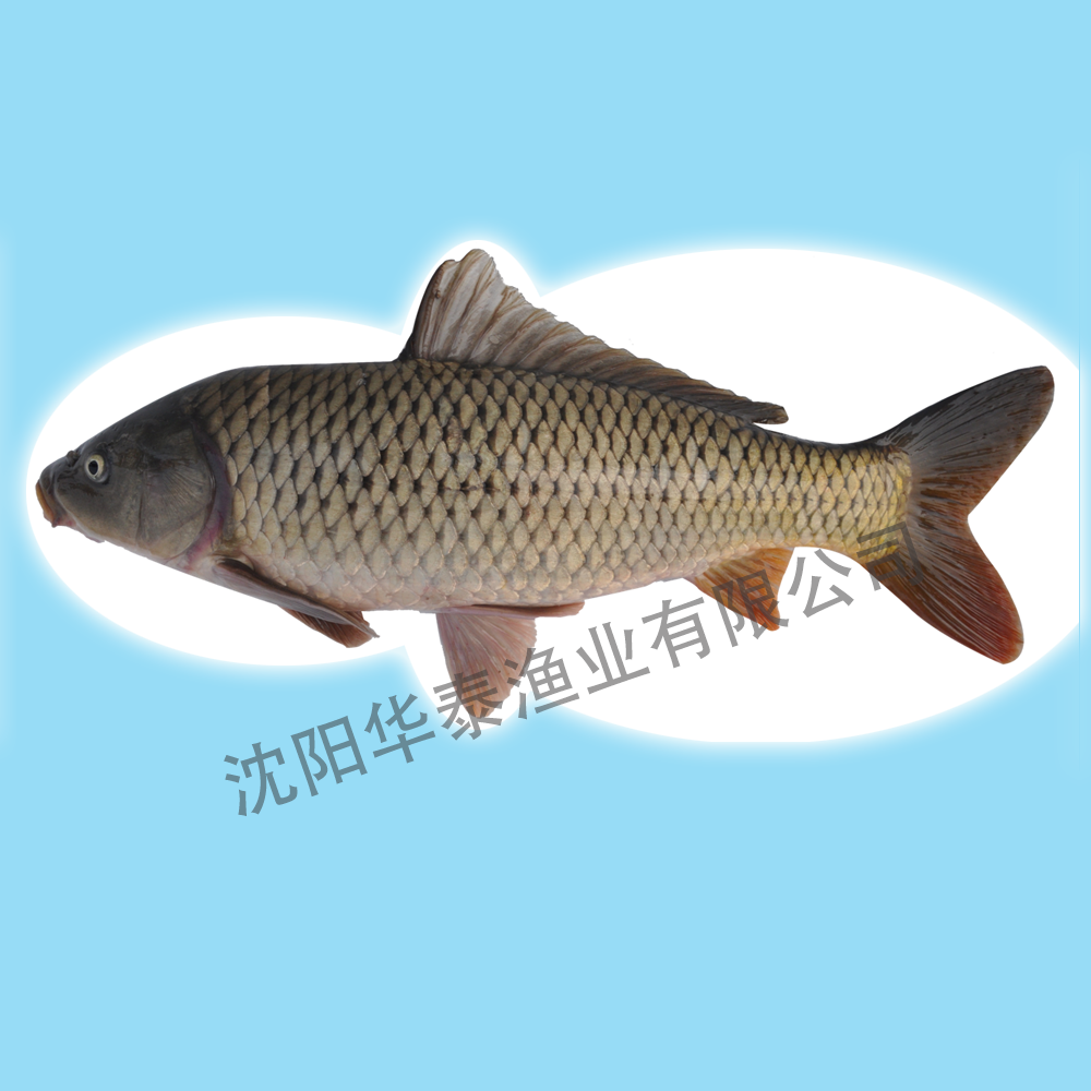 &#20122;&#23089;&#20307;&#32946;